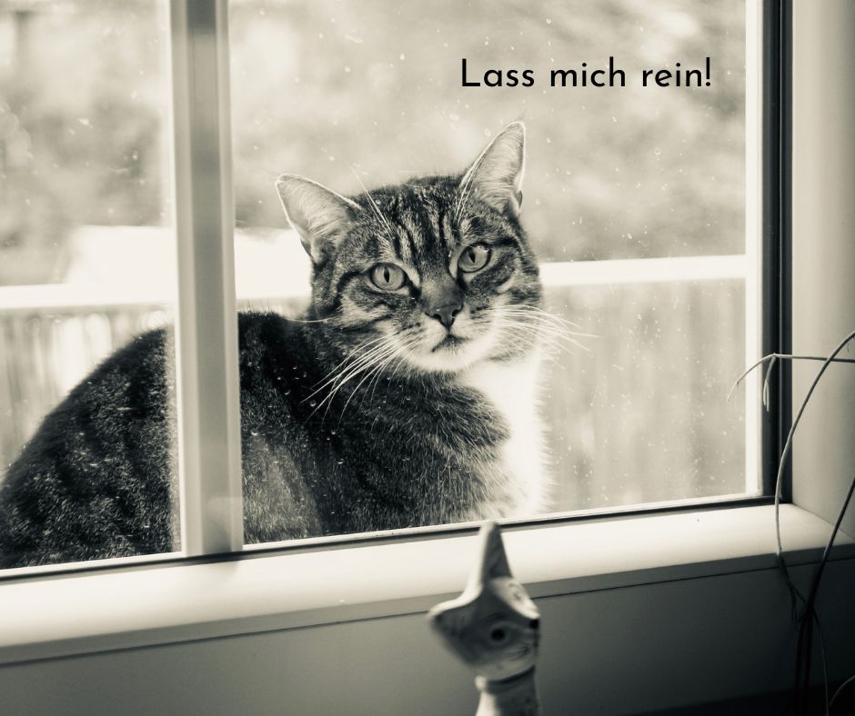 Katze wird bestraft und nach draußen verbannt