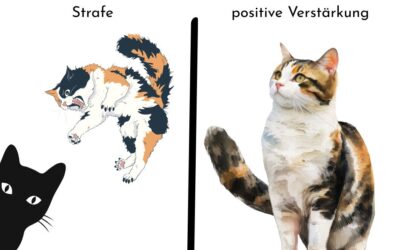 Strafe bei Katzen: Warum sie nicht wirkt und was wirklich hilft