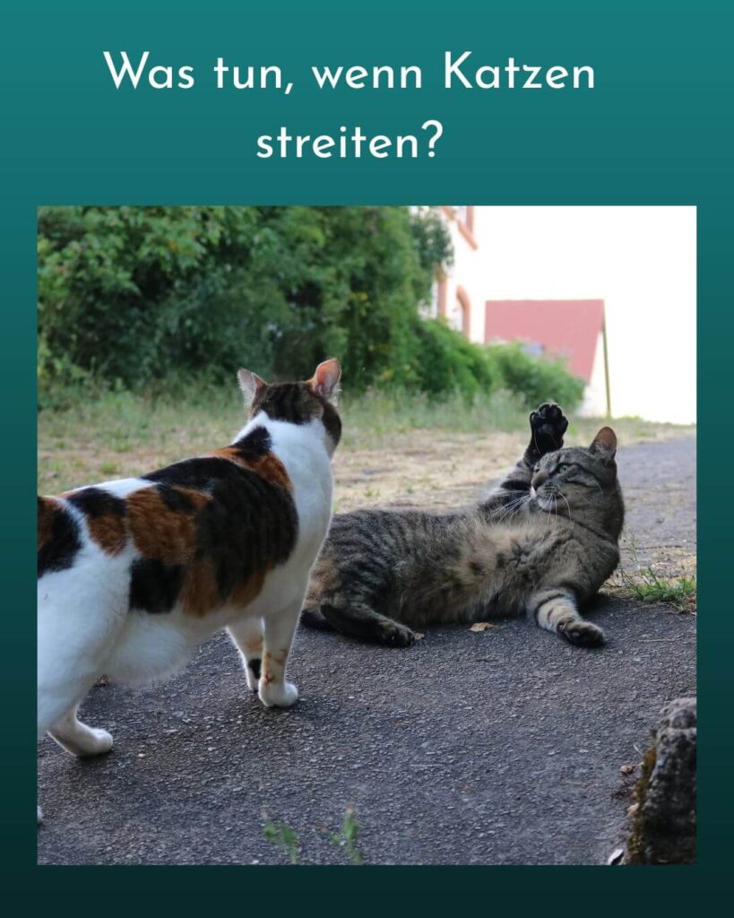 Katzen streiten