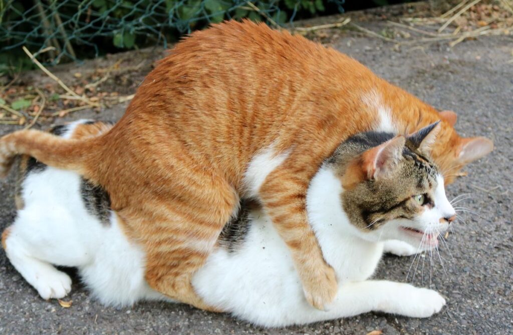 Katzen streiten immer abends