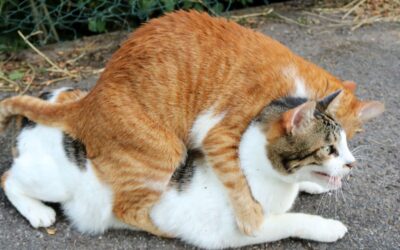 Streit zwischen Katzen – das steckt wirklich dahinter