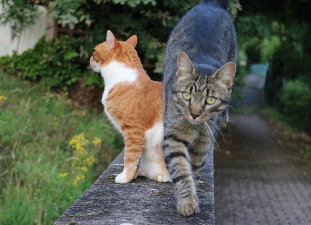 Katzen streiten was tun; mehr Struktur