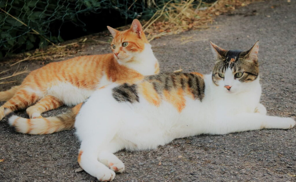 Katzen streiten sich, Katzen vertragen sich