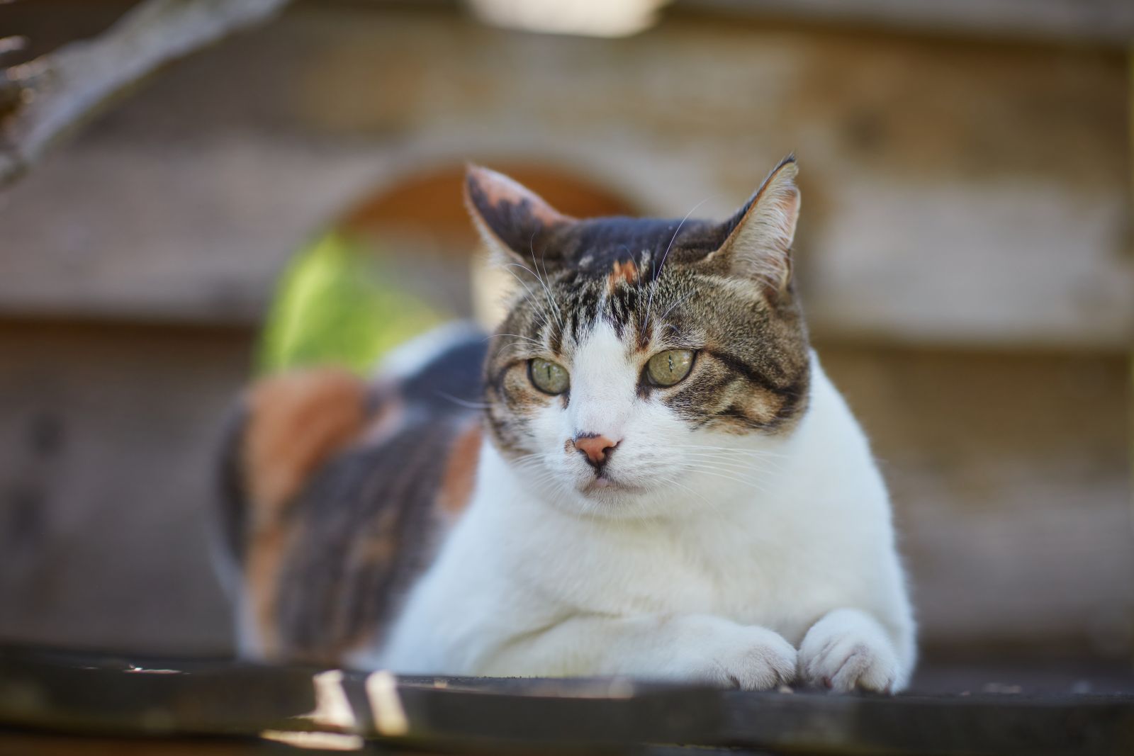Katze Meggie leben mit Katze