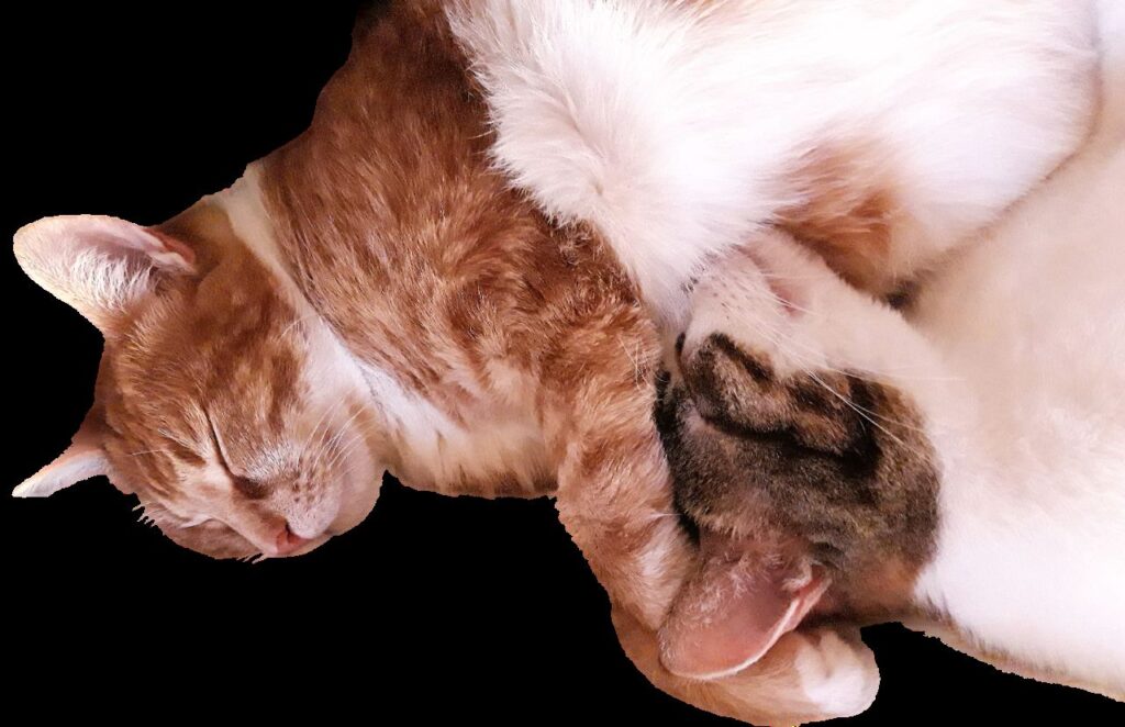 Mitgliederbereich Katzenclub Katja Henopp Katzenpsychologin