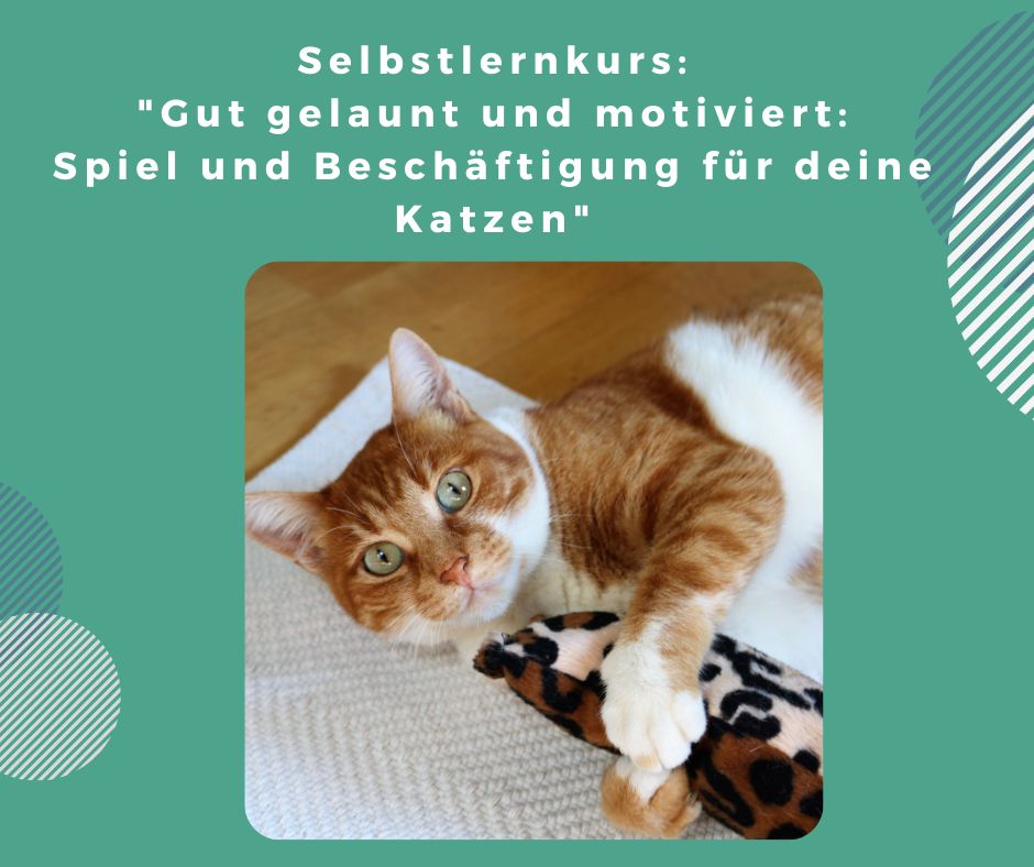 Spielen für sich streitende Katzen