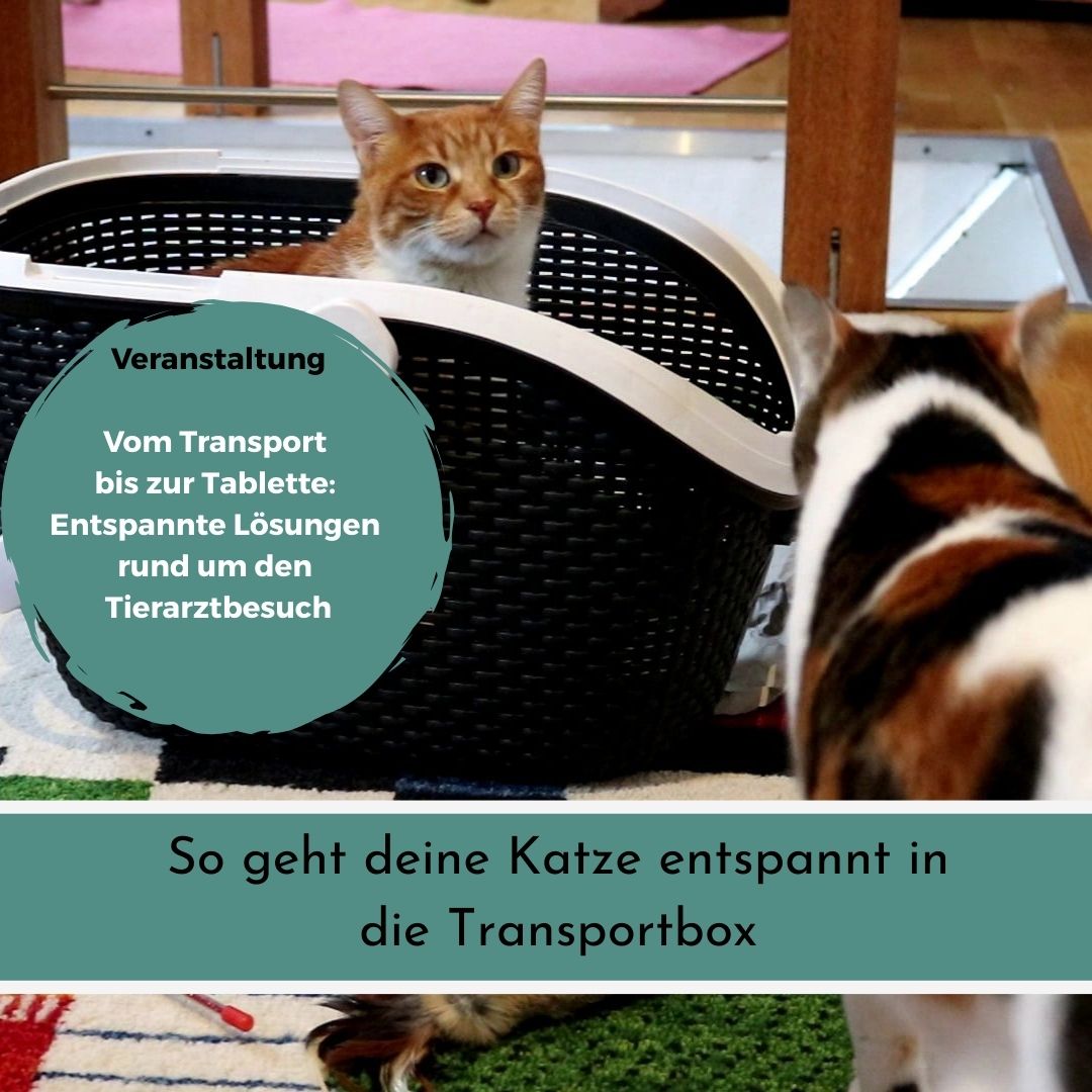 Training 1 Kurs zum Katzenverhalten und Tierarztbesuch mit Katze in Saarbrücken