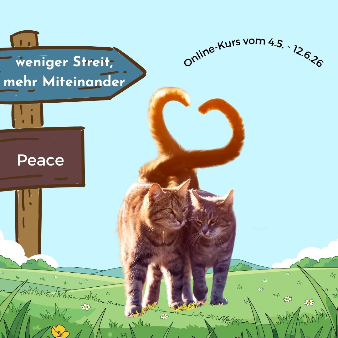 Onlinekurs zum Mehrkatzenhaushalt