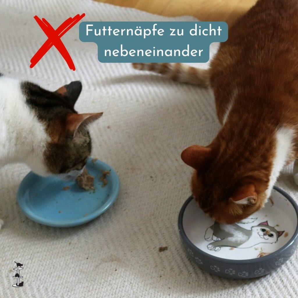 Futternäpfe bei 2 Katzen nebeneinander