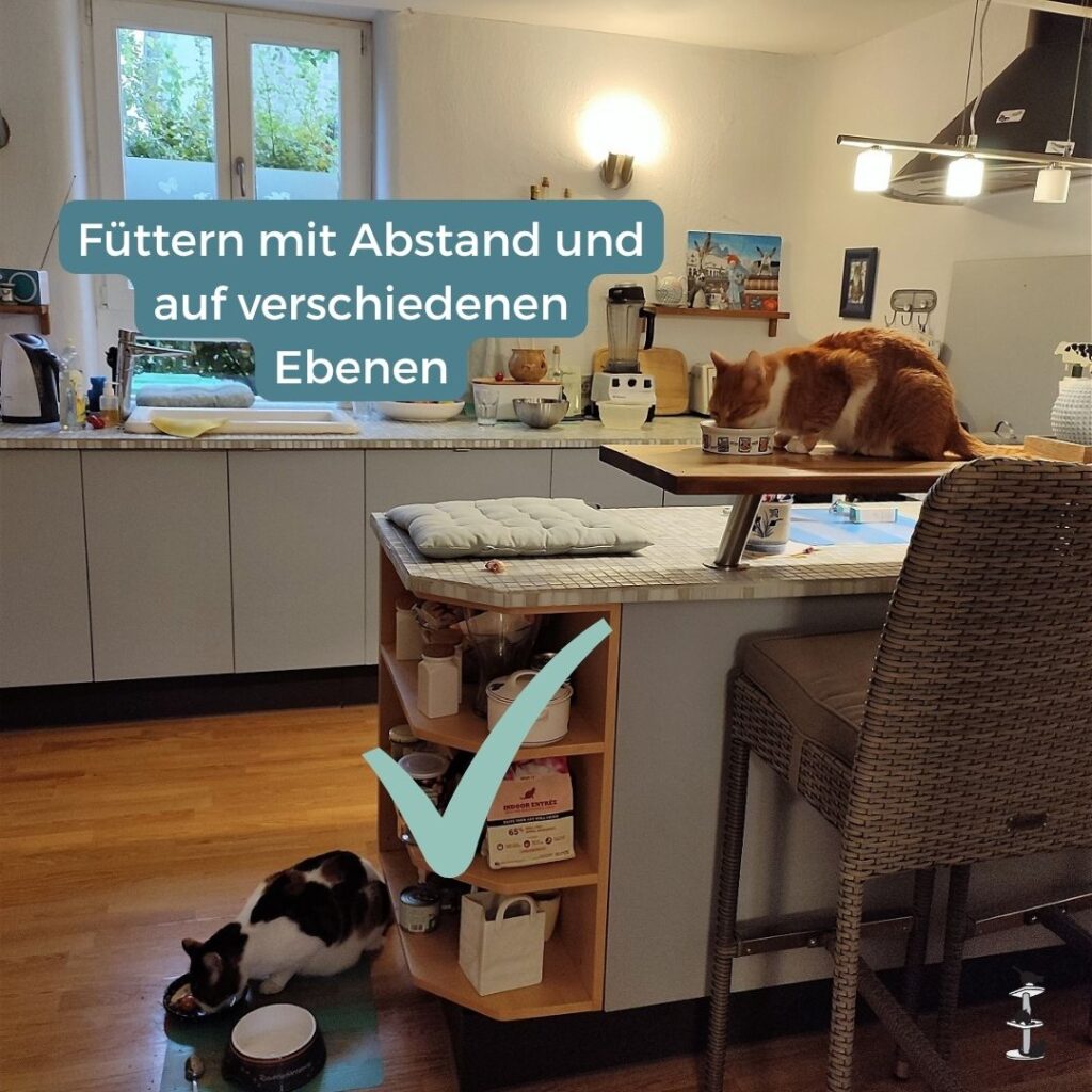 Futterstellen bei 2 Katzen getrennt voneinander