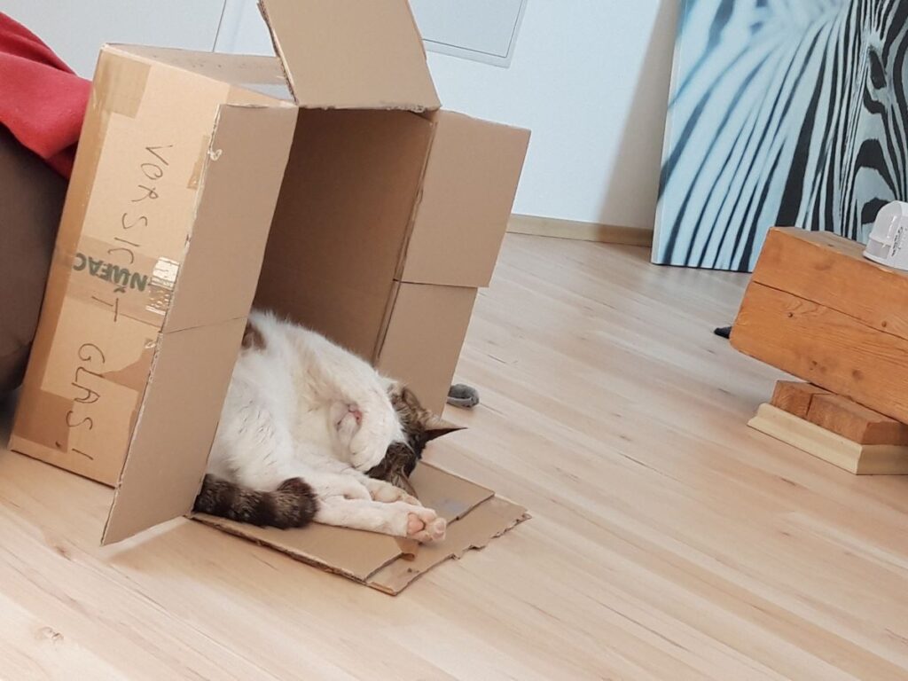 Rückzug für sich streitende Katzen