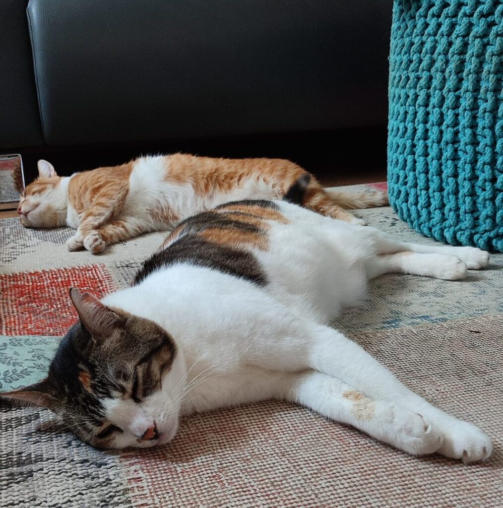 Katzen liegen ausgestreckt bei Sommerhitze