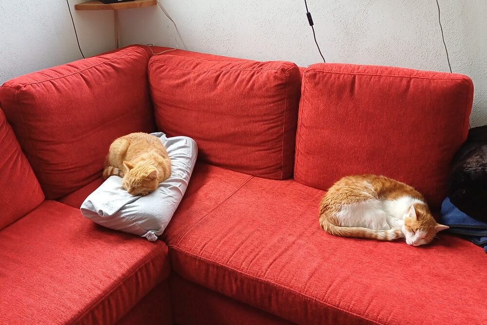 Einträchtig im Mehrkatzenhaushalt Kurs Loki und Mio, Onlinekurs