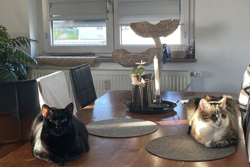 Empfehlung Kurs Mehrkatzenhaushalt . Nala und Flippi