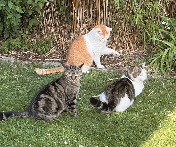 Empfehlung Kurs glücklicher Mehrkatzenhaushalt