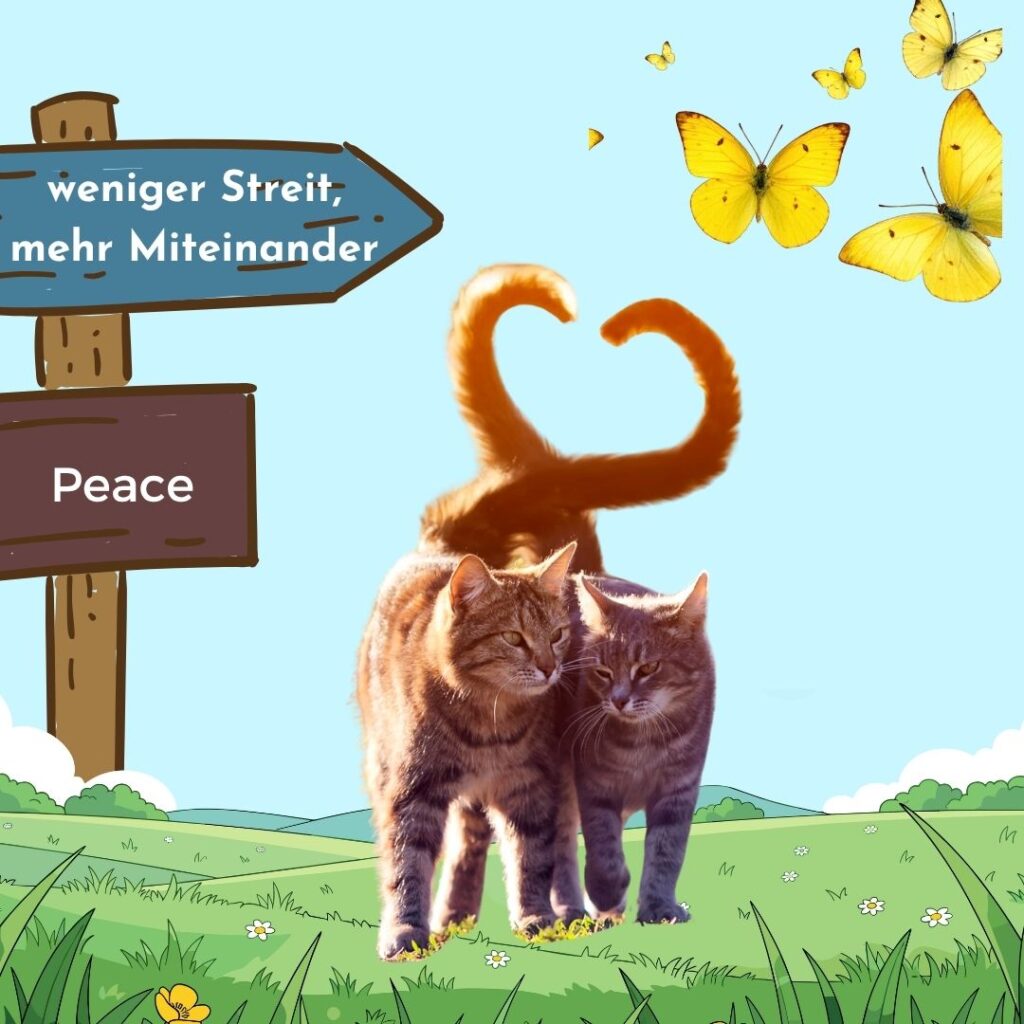 Kurs Mehrkatzenhaushalt