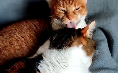 Warum putzen sich Katzen gegenseitig? Nicht immer ein Zeichen von Freundschaft