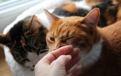 7 Anzeichen, dass du deine Bedürfnisse mit denen deiner Katze verwechselst – und wie du ihre Perspektive besser verstehst 