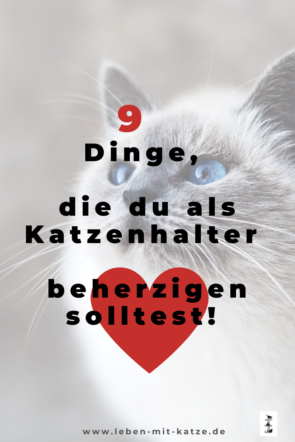 9 Dinge beherzigen Das solltest du in der Haltung und im Umgnag mit deinen Katzen beachten