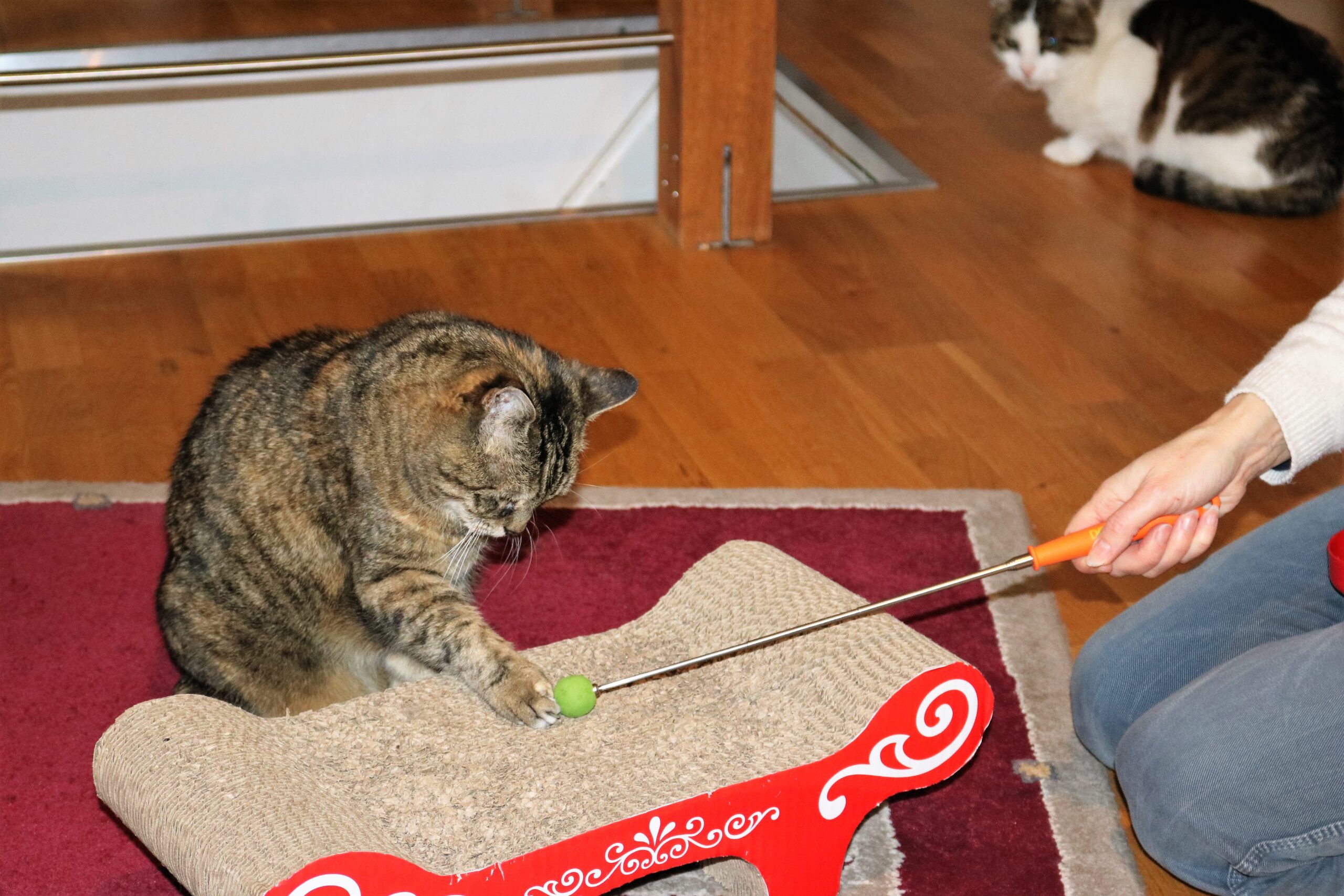 Clickern mit Zuschauer wohnraum katzen