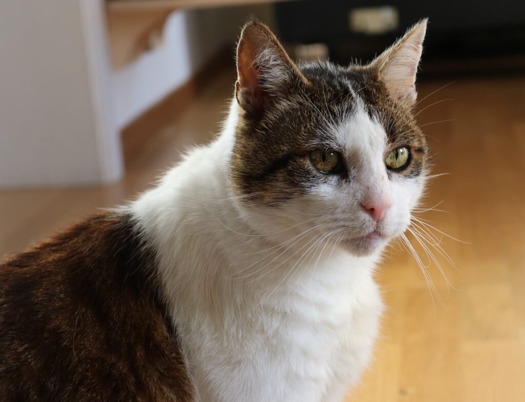Fremde Katze Sitzt Vor Der Tür Und Miaut Deine Katze miaut dauernd und du weißt nicht, warum
