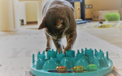 Fummelbrett für Katzen – das große Spielvergnügen