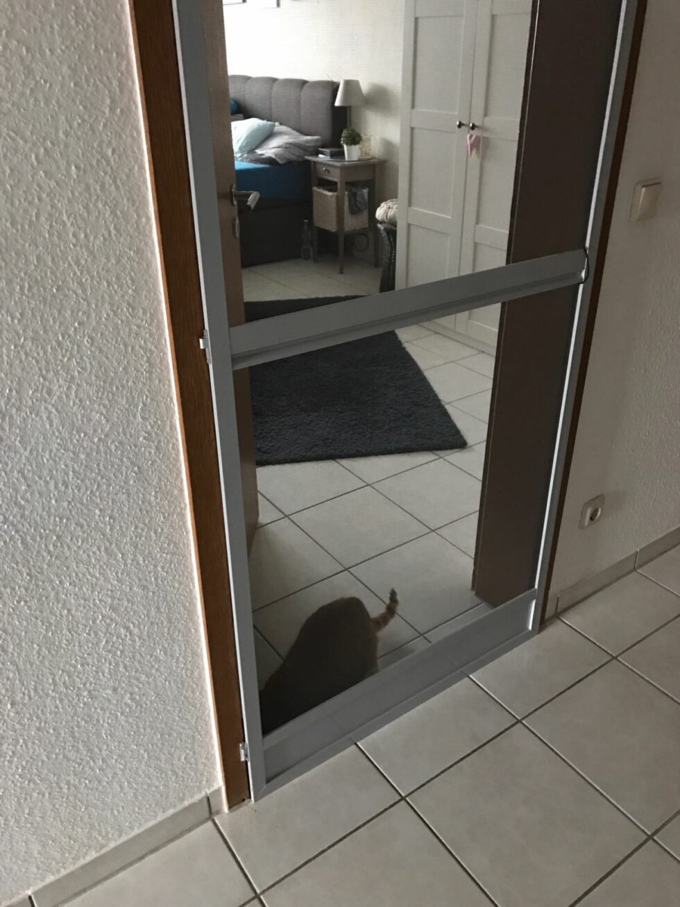 Deine Katzen verstehen sich nicht mehr? Ein Fall mit Happy End