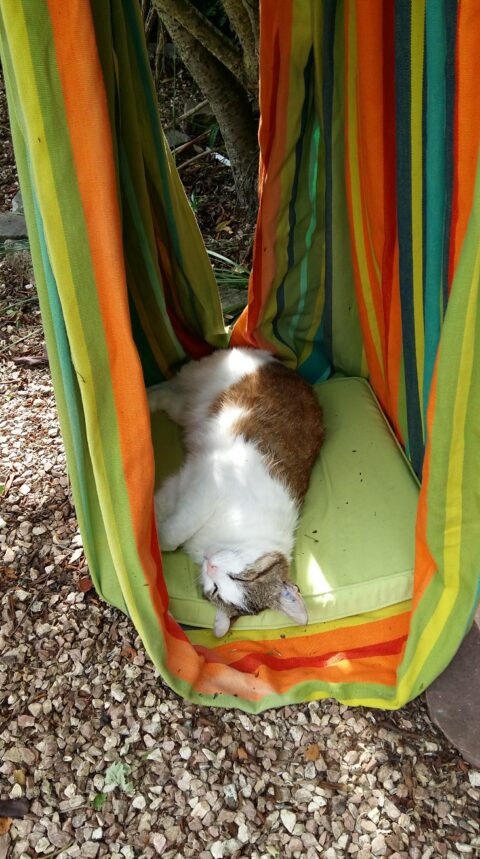 Gartenparadies für deine Katzen erschaffen
