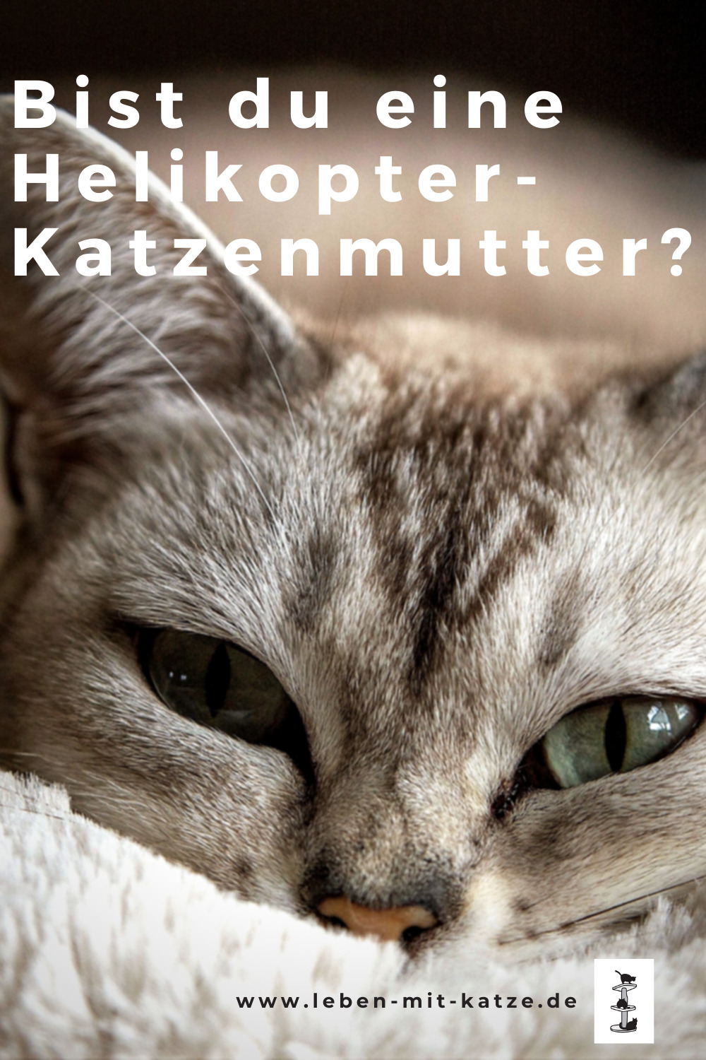 Helikopterkatzenmutter Überfürsorge schadet deinen Katzen