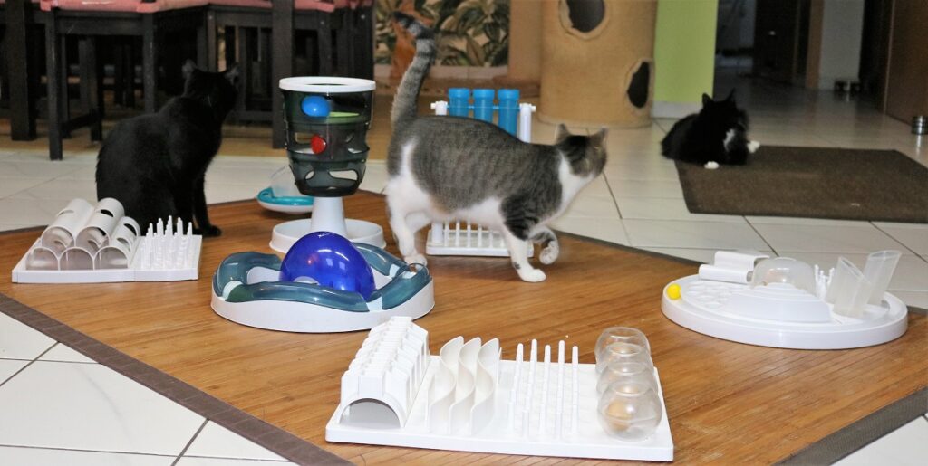 Intelligenzspielzeug für katzen, spielen mit zwei oder mehreren katzen gleichzeitig