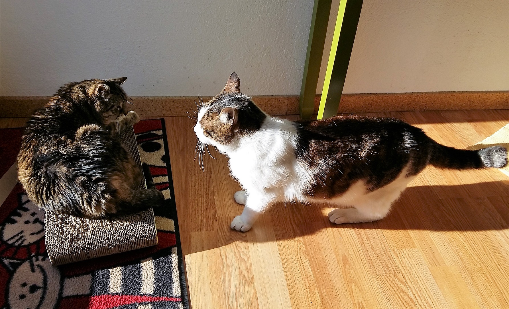 Kater und Katze Katze ist zickig?