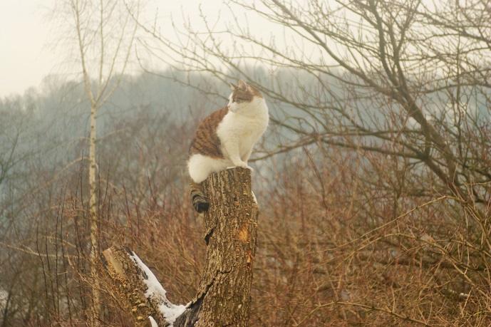Katze auf Baum Katzen lieben Höhe