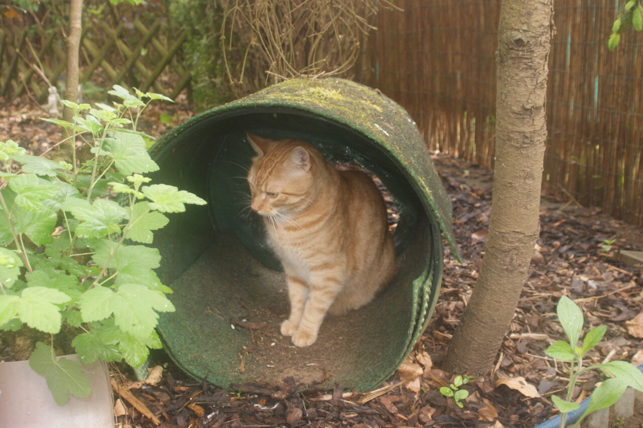 Gartenparadies für deine Katzen die katzengerechte Gestaltung deines