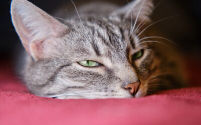 Nach dem Verlust des geliebten Artgenossen: Lass deiner Katze Zeit zu trauern