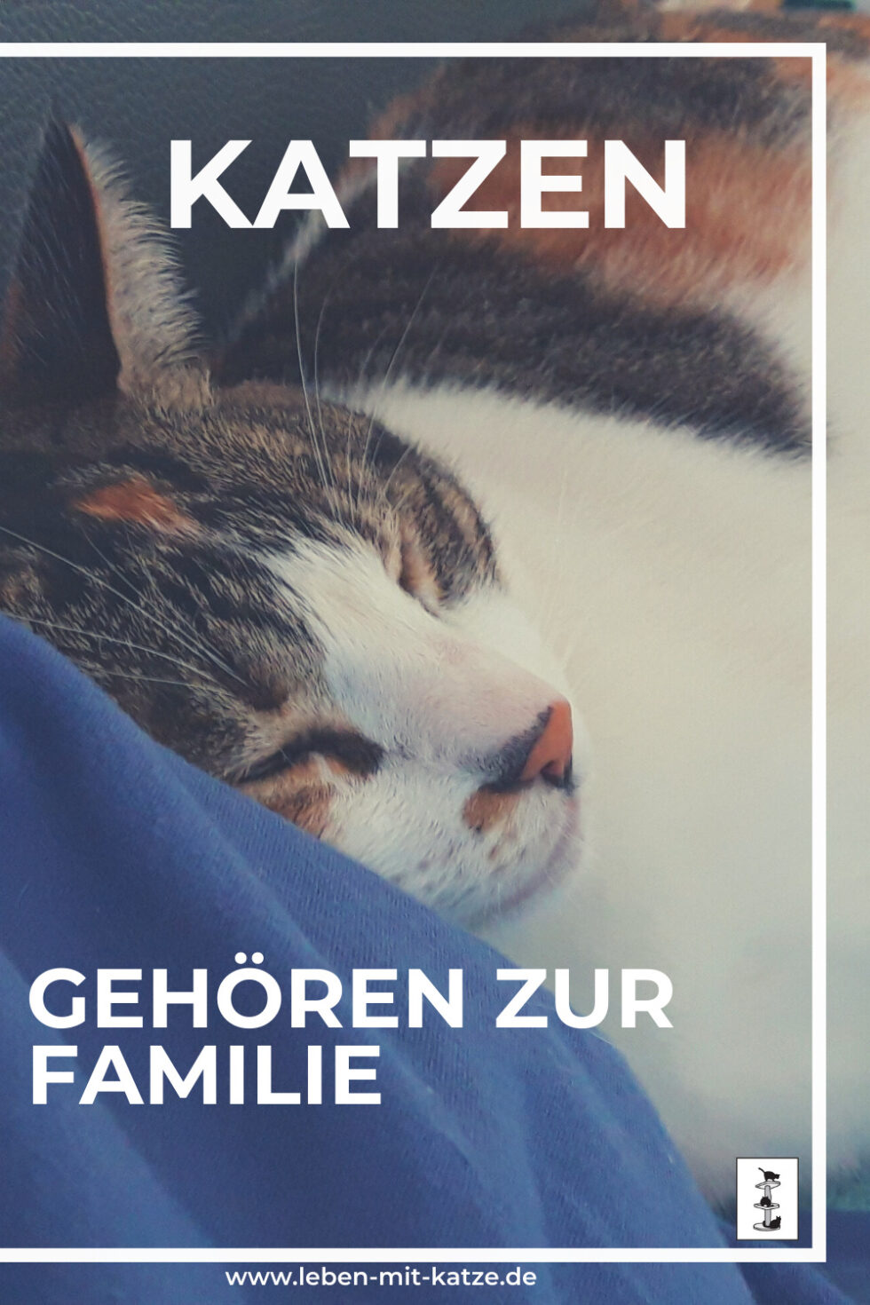 Katzen sind kein Besitz sie gehören zur Familie! Katzenpsychologin