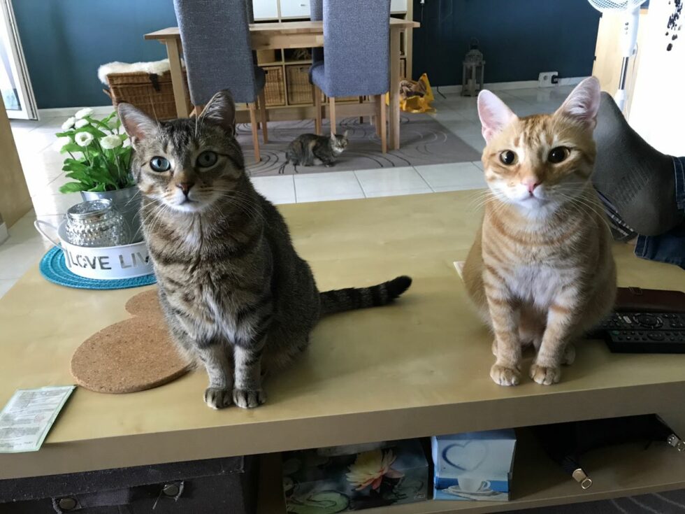 Katze markiert im Haus Ursachen & Tipps