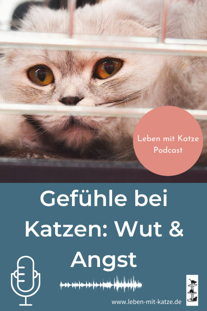 Leben mit Katze Podcast, Katzen haben Gefühle wie Angst, Wut, Freude & Zuneigung