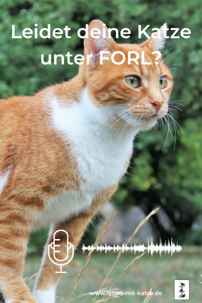 Leben mit Katze Podcast Jede 2. Katze leidet unter FORL.