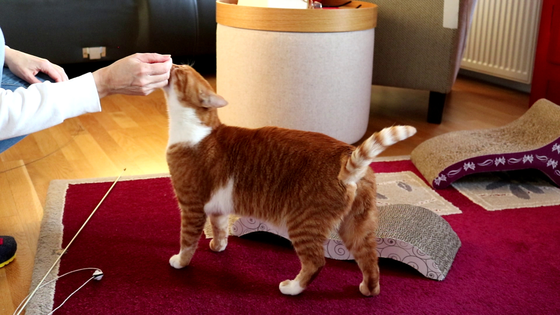Ruby Kontakt 4 Katzen richtig streicheln