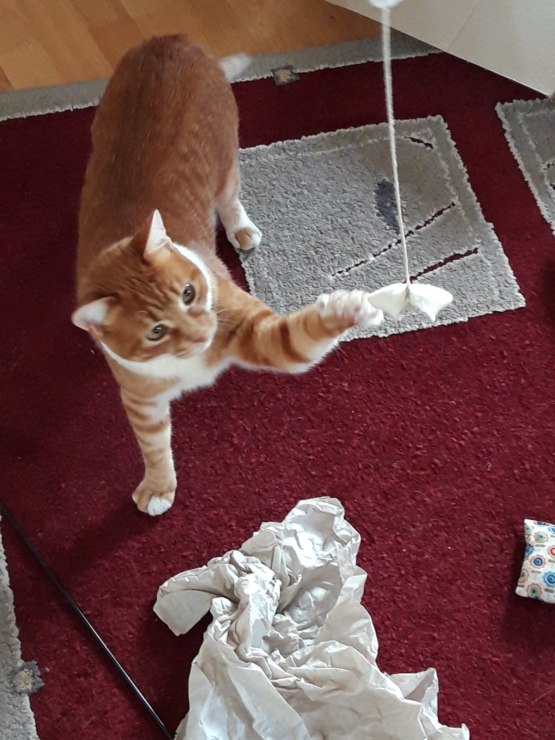 Ruby spielt Katze spielt mit Angel