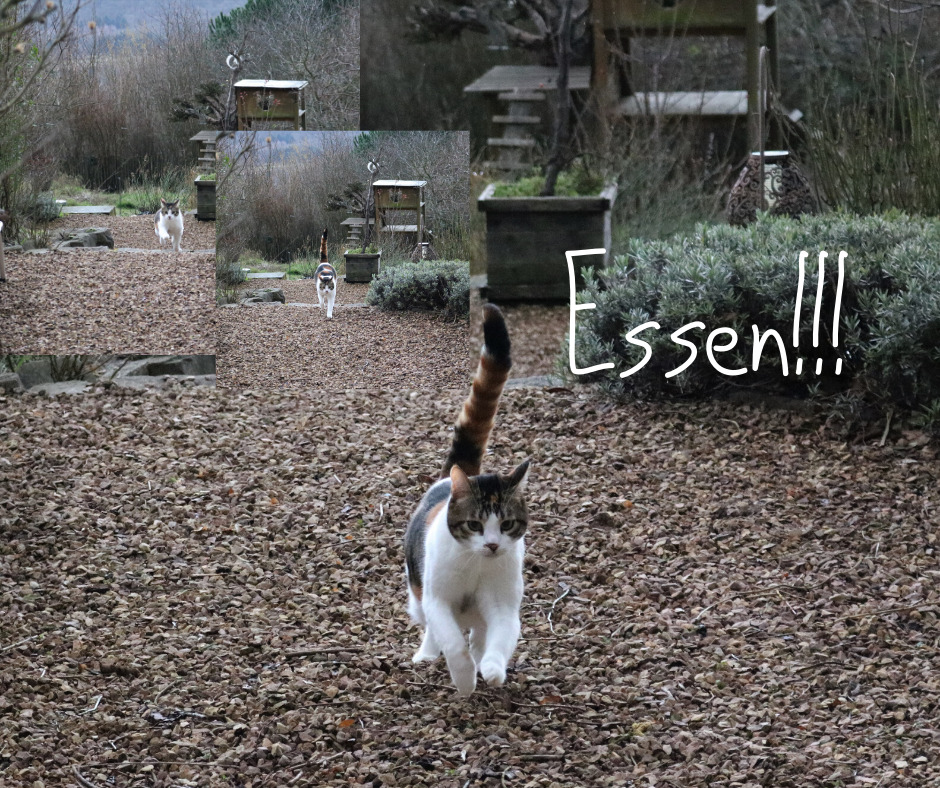 Signalwort Essen Katzen lernen Begriffe