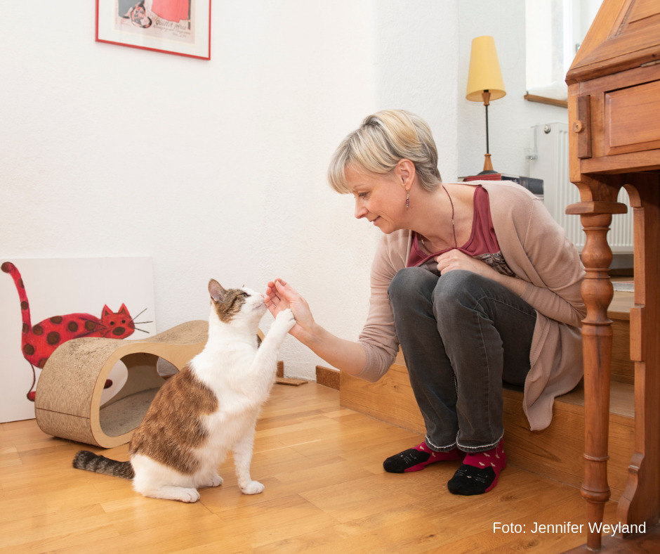 Sisko High Five Tricktraining Katze