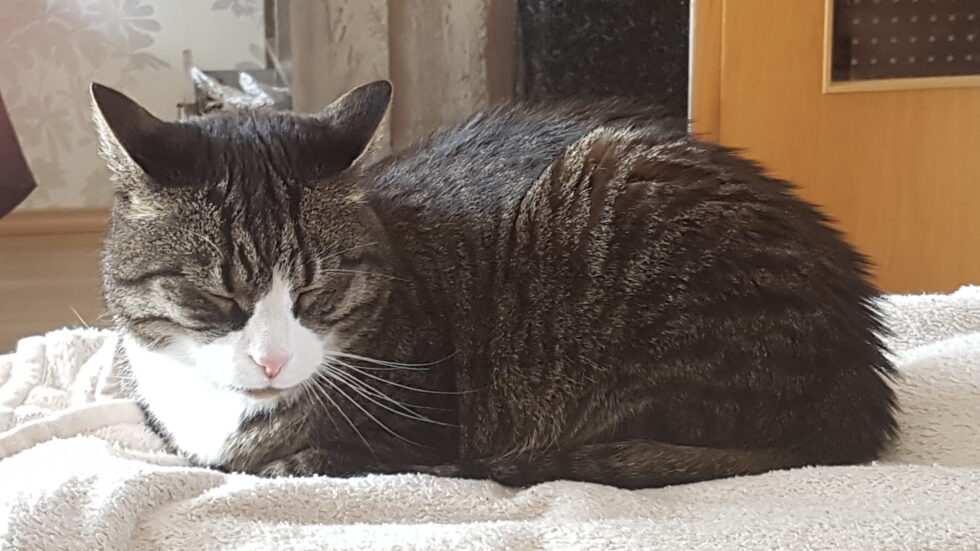 Schmerzen bei Katzen erkennen und behandeln das ist wichtig