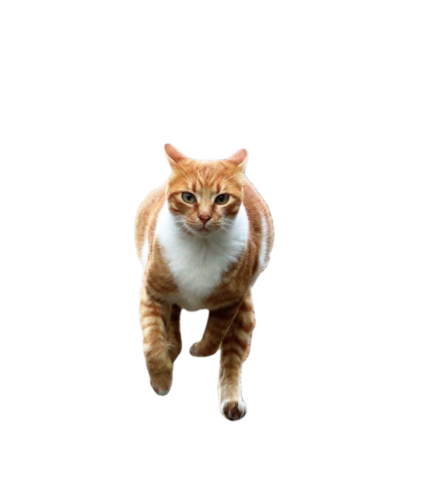 rot-weißer Kugelblitz Katze